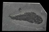 Devonian Lobed-Fin Fish (Osteolepis) - Scotland #93947-1